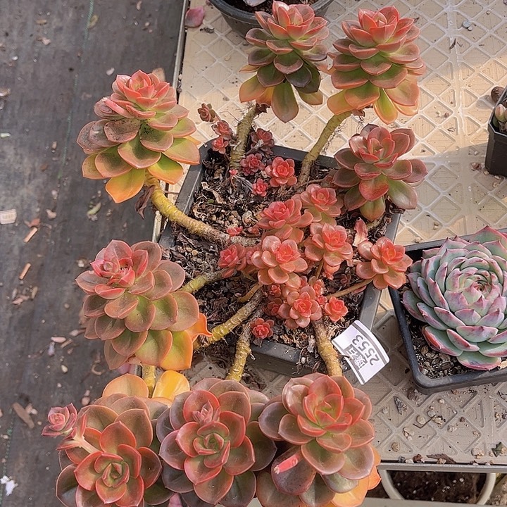 巧克力方砖不包整2553