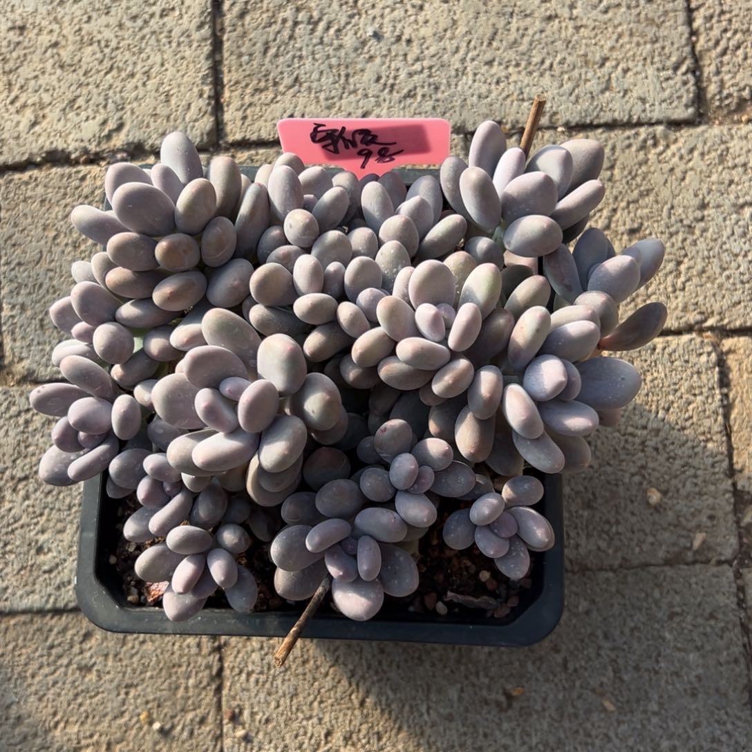 守***候蛋黄奶1111111111111111