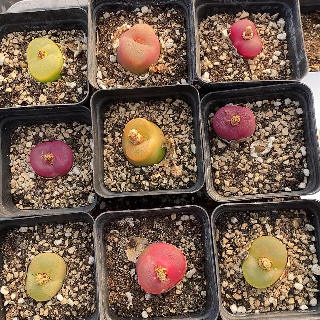 1122母本彩蟠桃一组。     