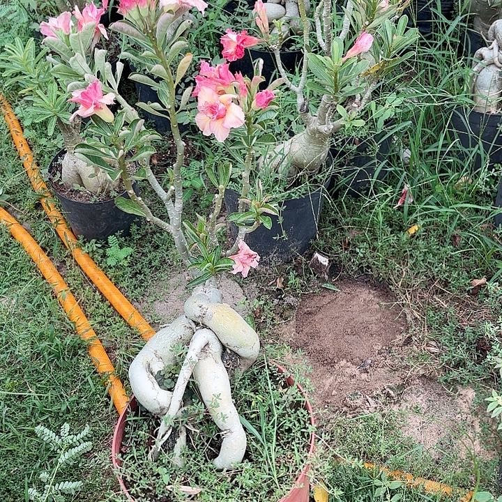 沙漠玫瑰之花盛开