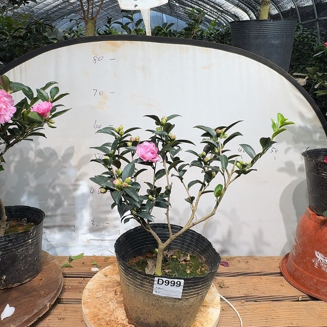 无花朵999乙女38.8