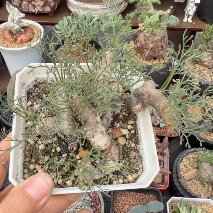 黑皮月界(满28包邮)