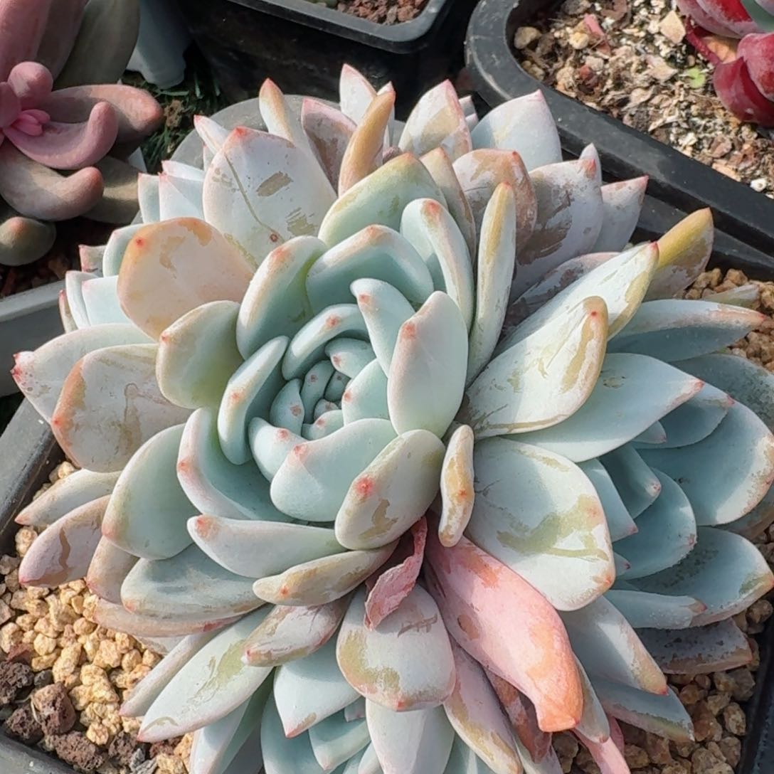 1721一物一拍（满28包邮）