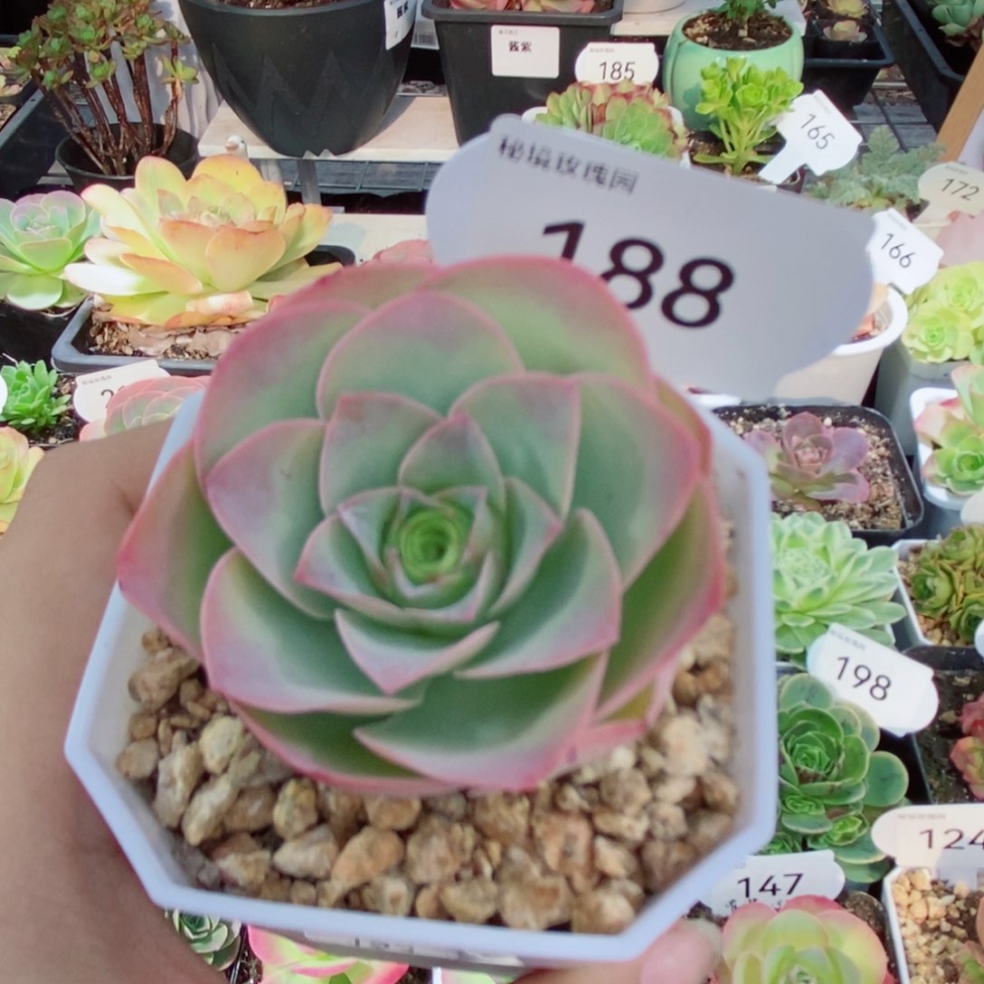 188桃夭单颗。