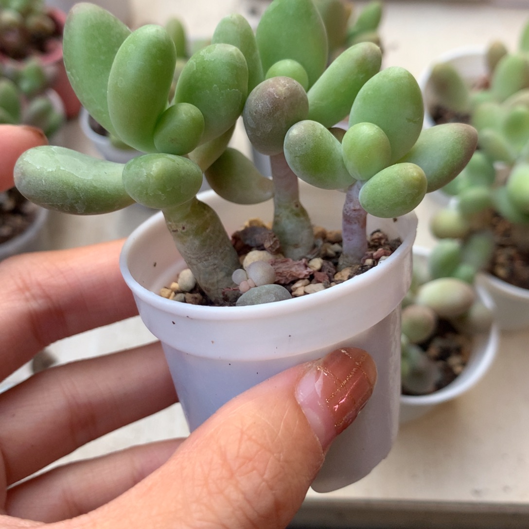 芒果奶 不凑满28元发一片叶 不售后 到付