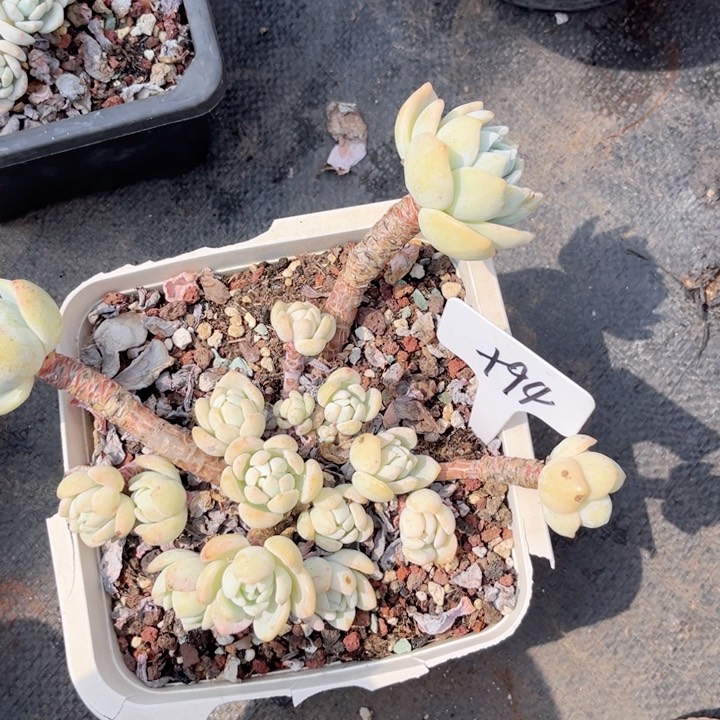 多肉植物9.9包邮
