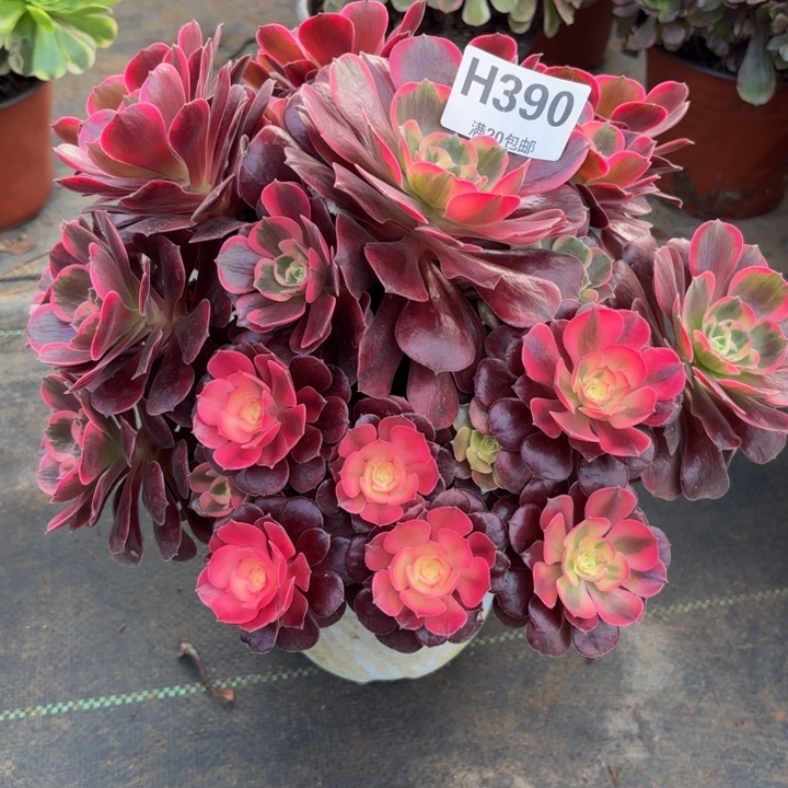 瑞妈，，。。。。390美杜莎，