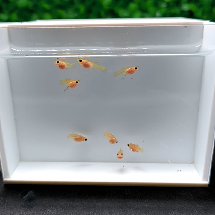 孔雀鱼幻彩求c。苗子8条。