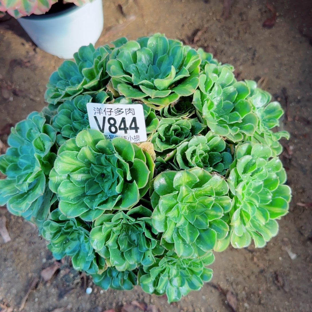 翡翠琉璃法师844冠幅22