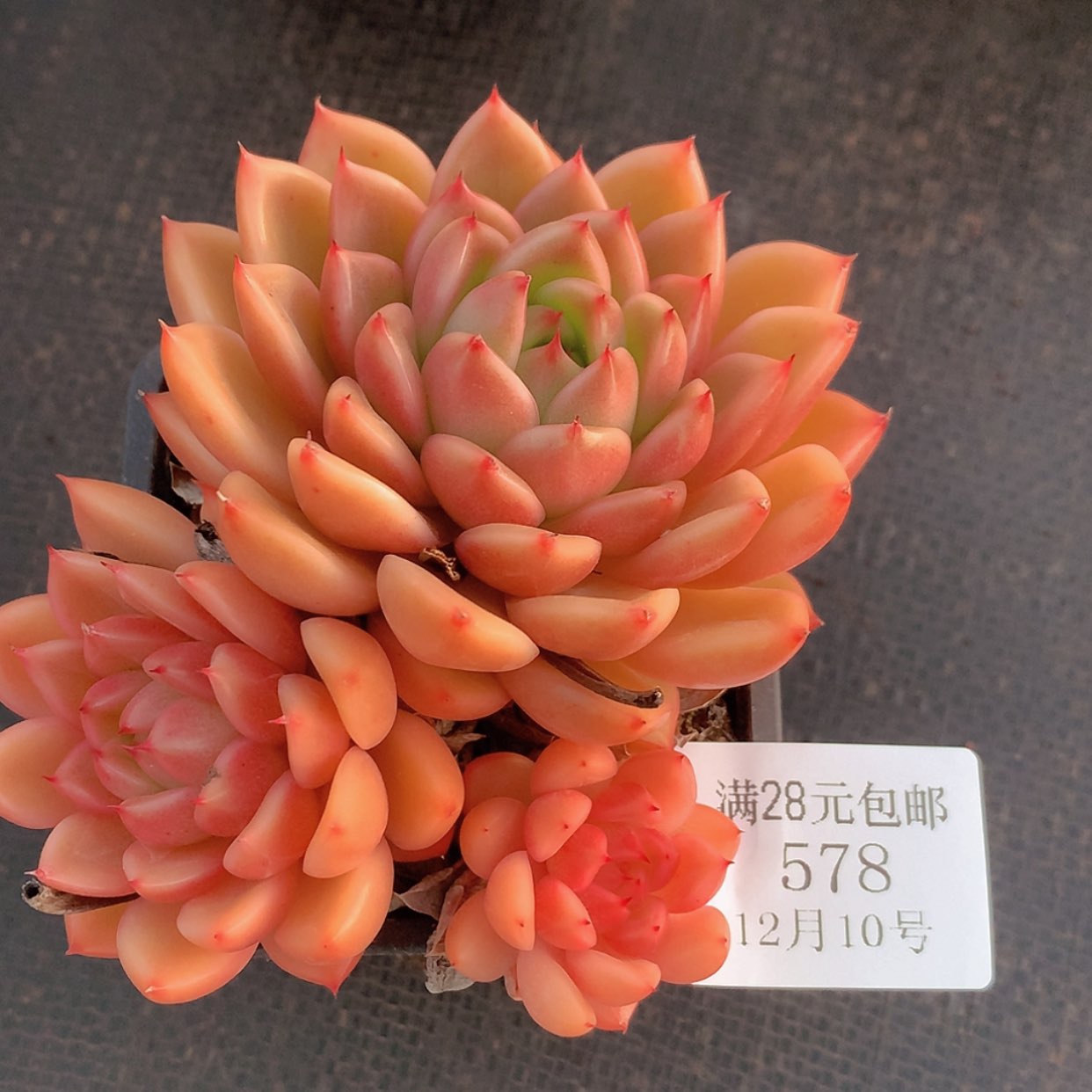 【闪购商品】云578号粉色格林