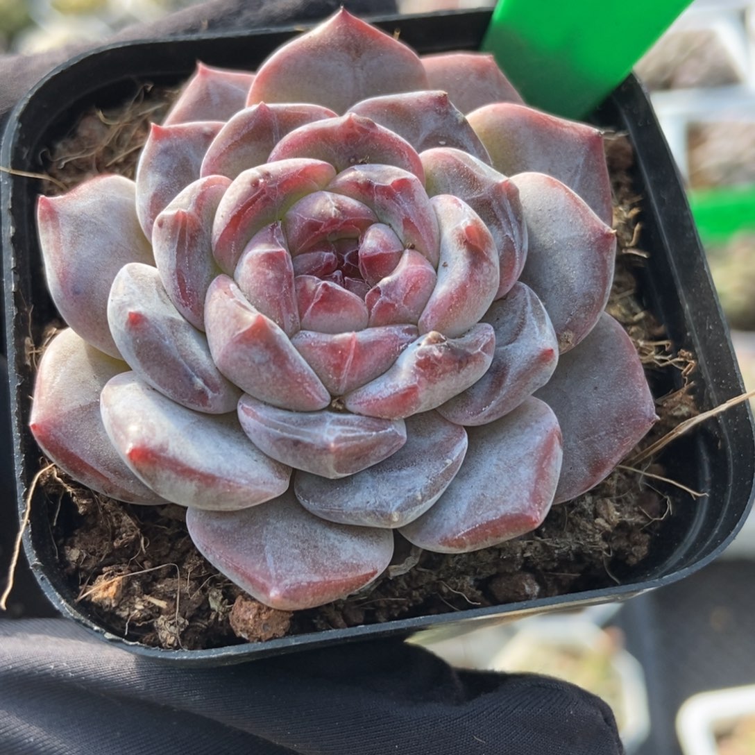 866冰魄多肉植物多肉