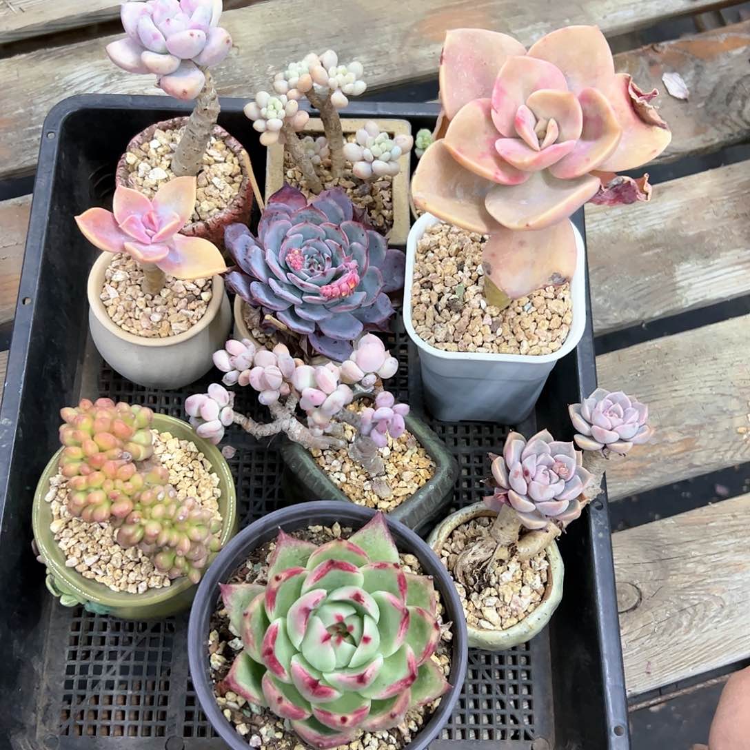 十颗无售后18 零零多肉植物