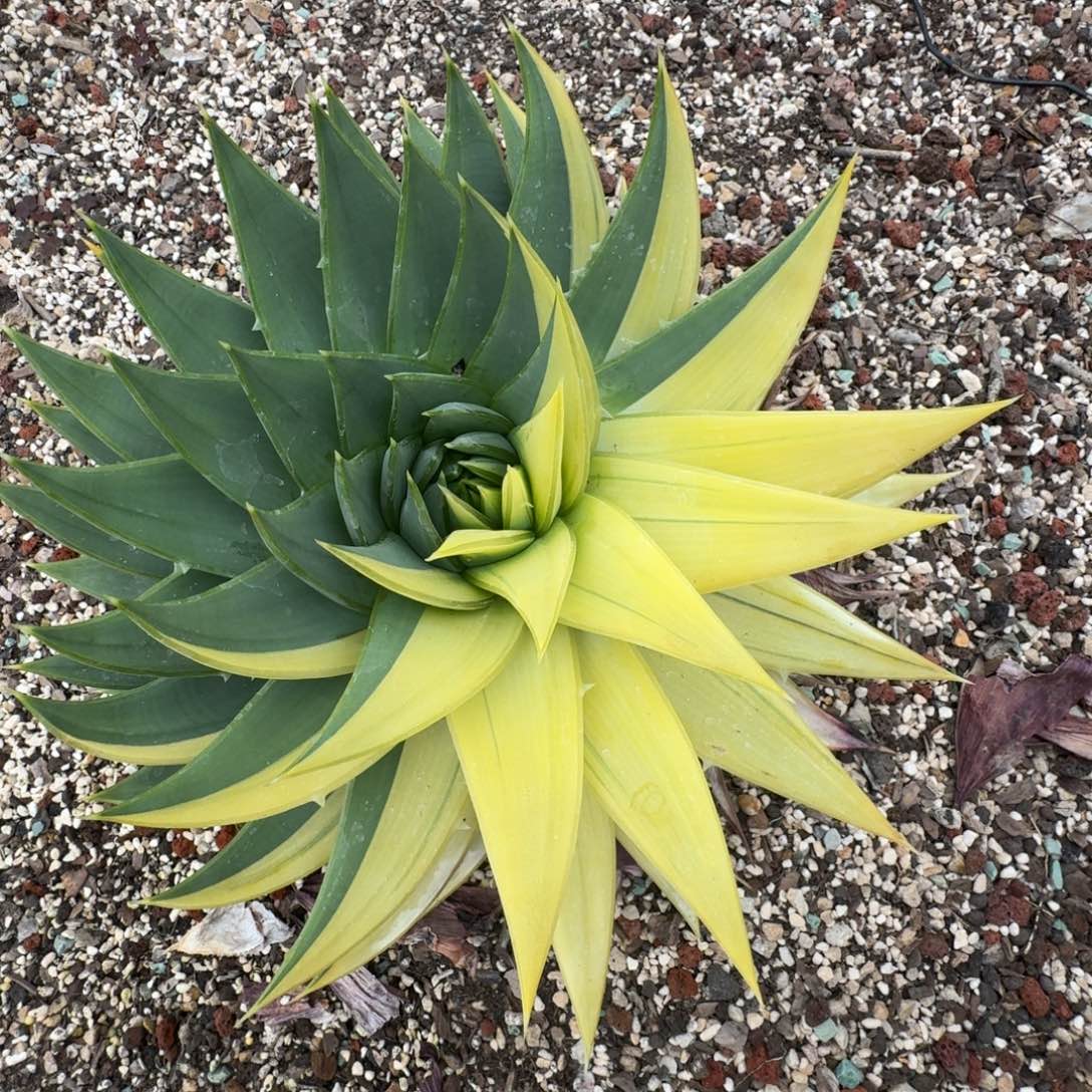 女王芦荟阴阳锦123