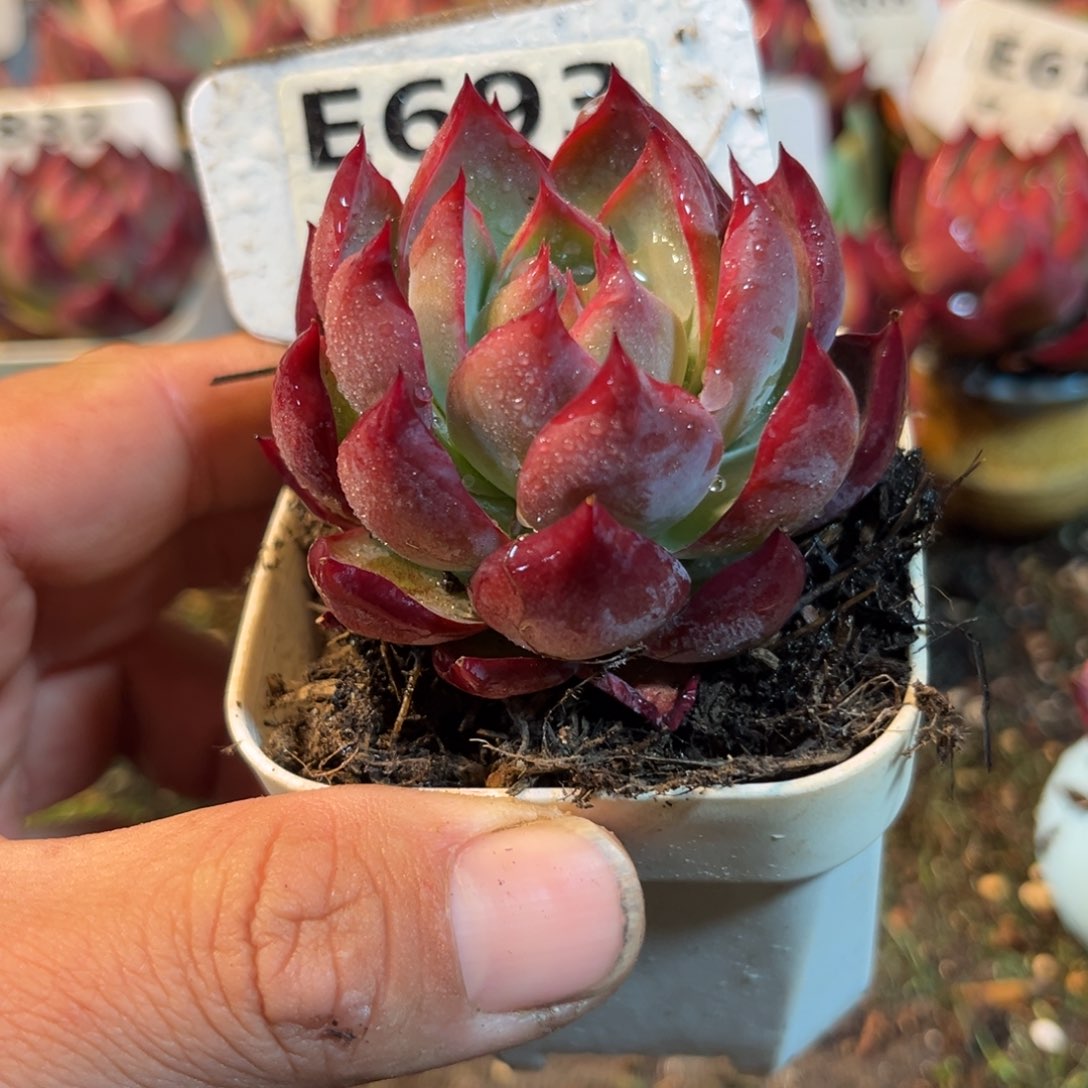 惊鸿一瞥693号多肉