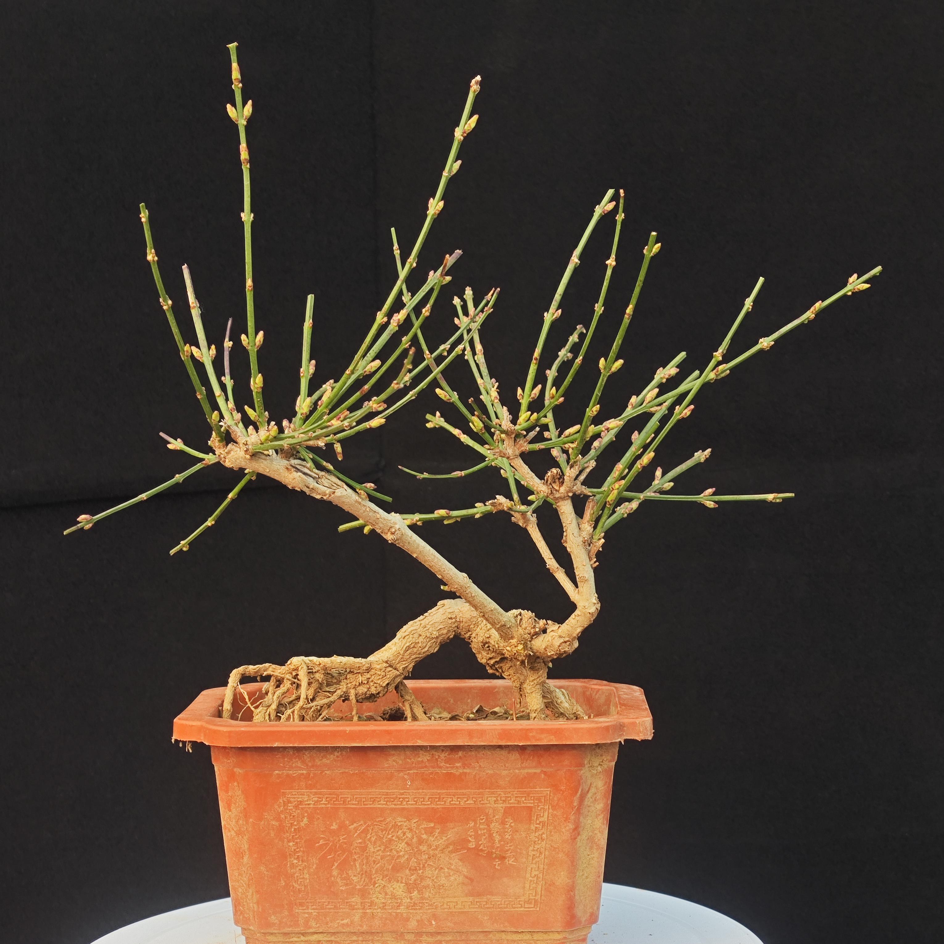 迎春花盆景一物一拍小盆景非直播随机发货