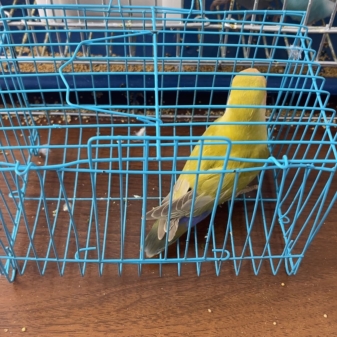 虎皮鹦鹉金彩鹦鹉