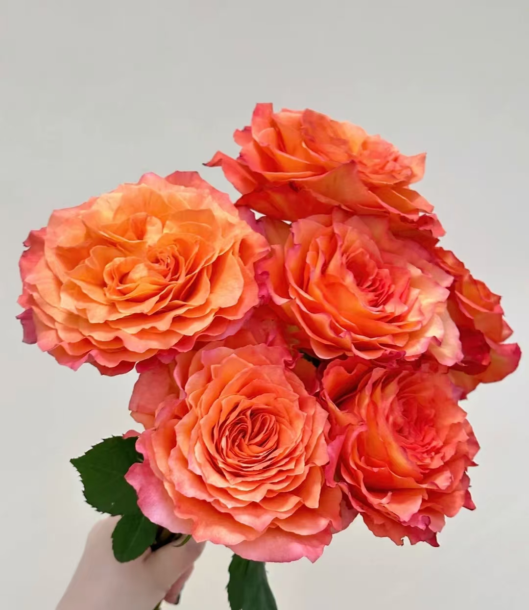 火灵鸟玫瑰鲜花云南基地直发鲜切花 家庭养护花店点缀