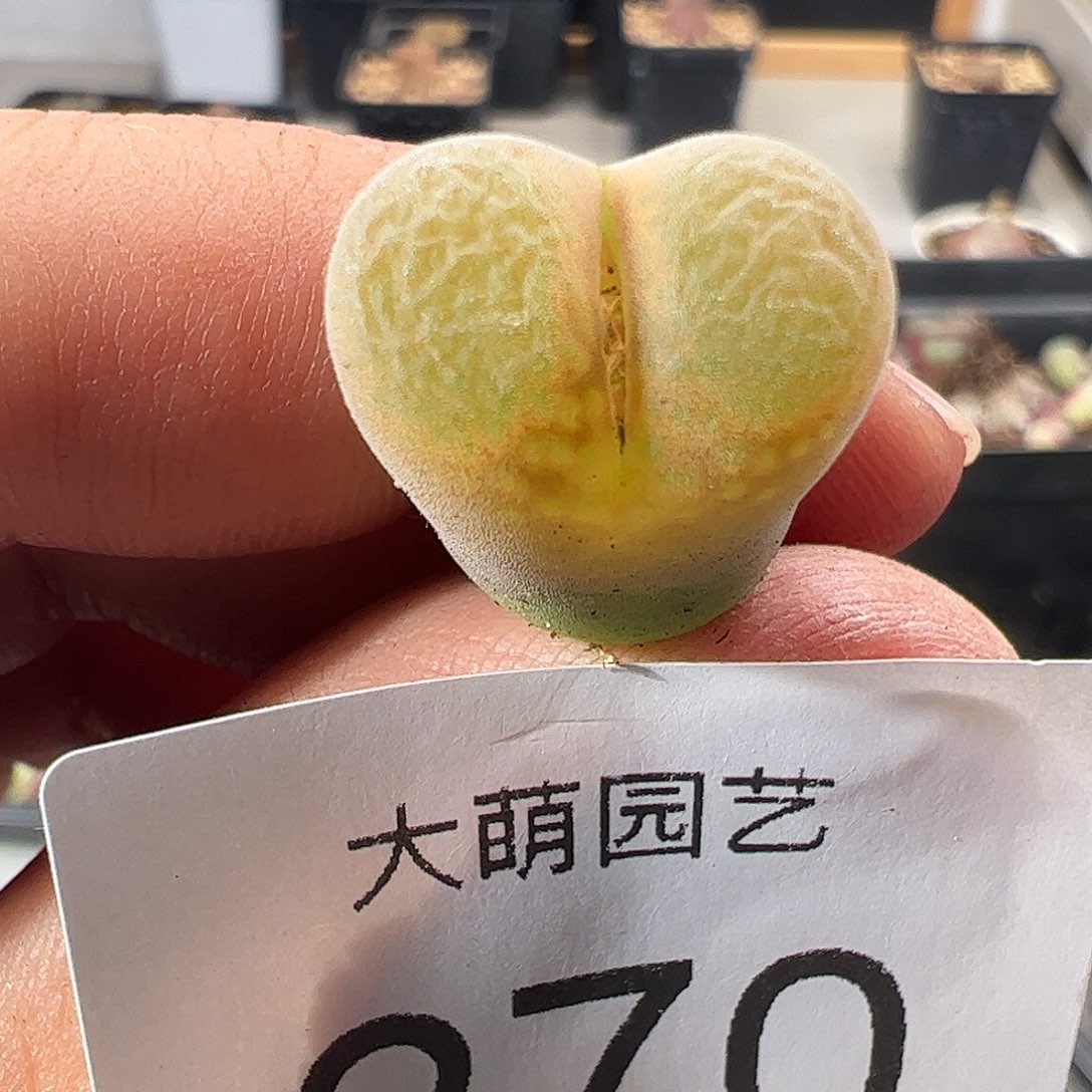 一物一拍。 糖霜风铃270