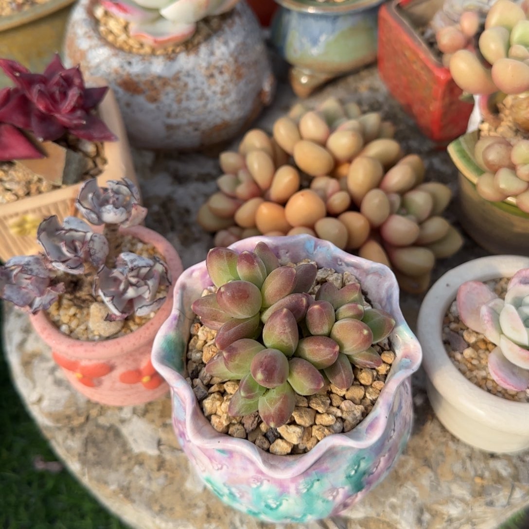 多肉植物切在停滞中填脂松