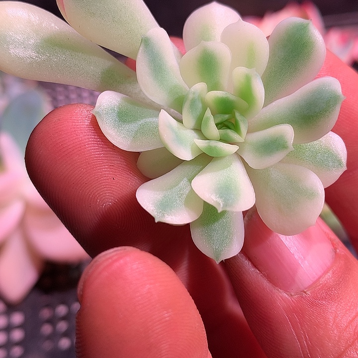 梦幻玫瑰锦，特价活动