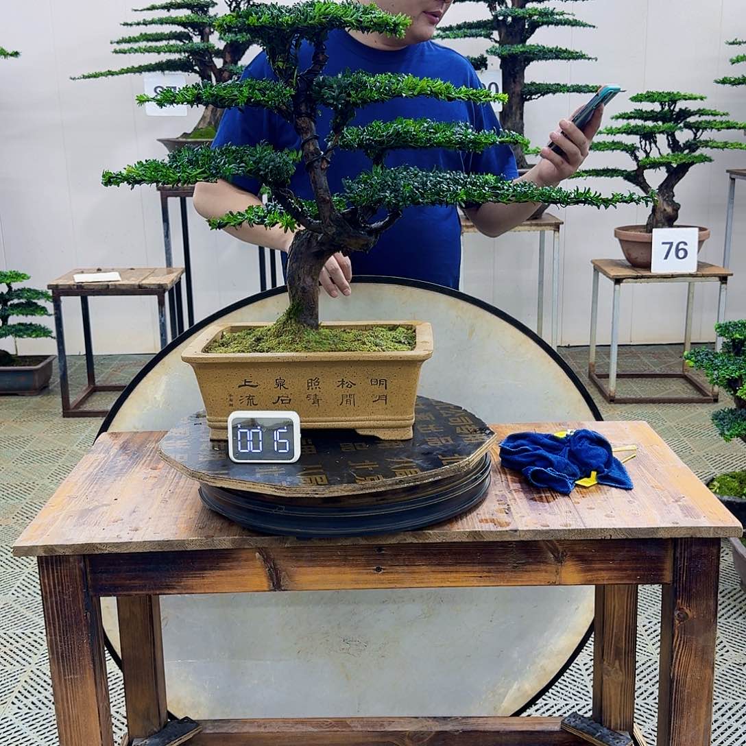 无花朵珍珠罗汉松造型盆景