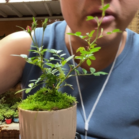 红陶一物一拍所见即所得146