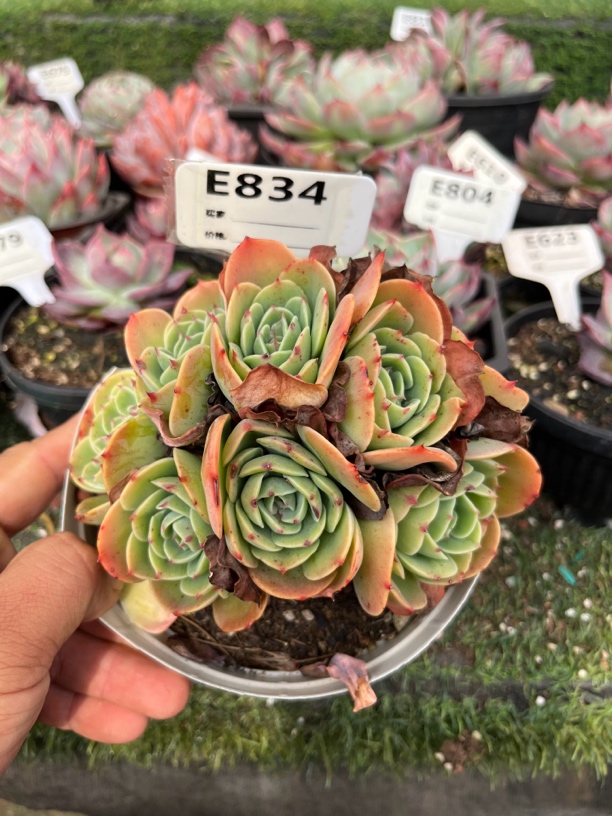 艾斯米兰达朵朵缀多肉植物834号