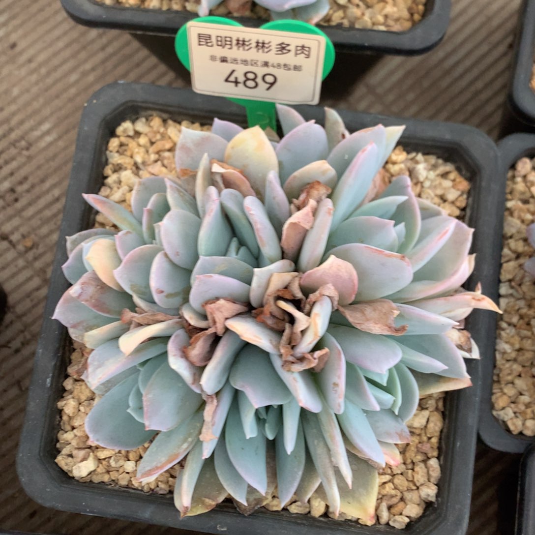 雪特矮桩平头489