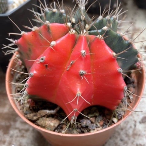 牡丹锦仙人球12米仙人球