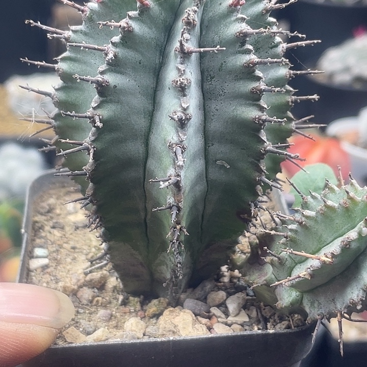 实生白衣魁伟玉一颗包邮