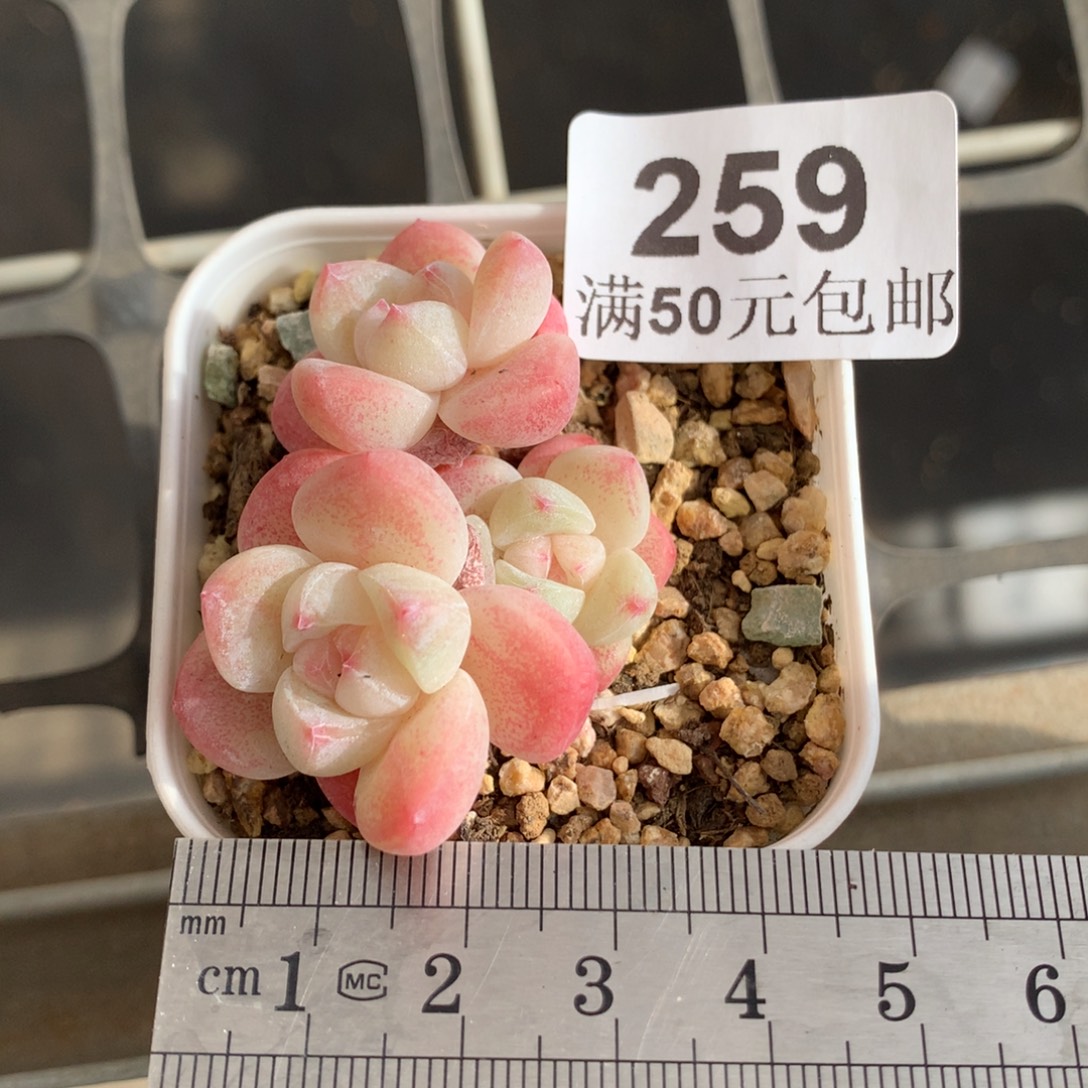 259三头小树冰玉冠服4