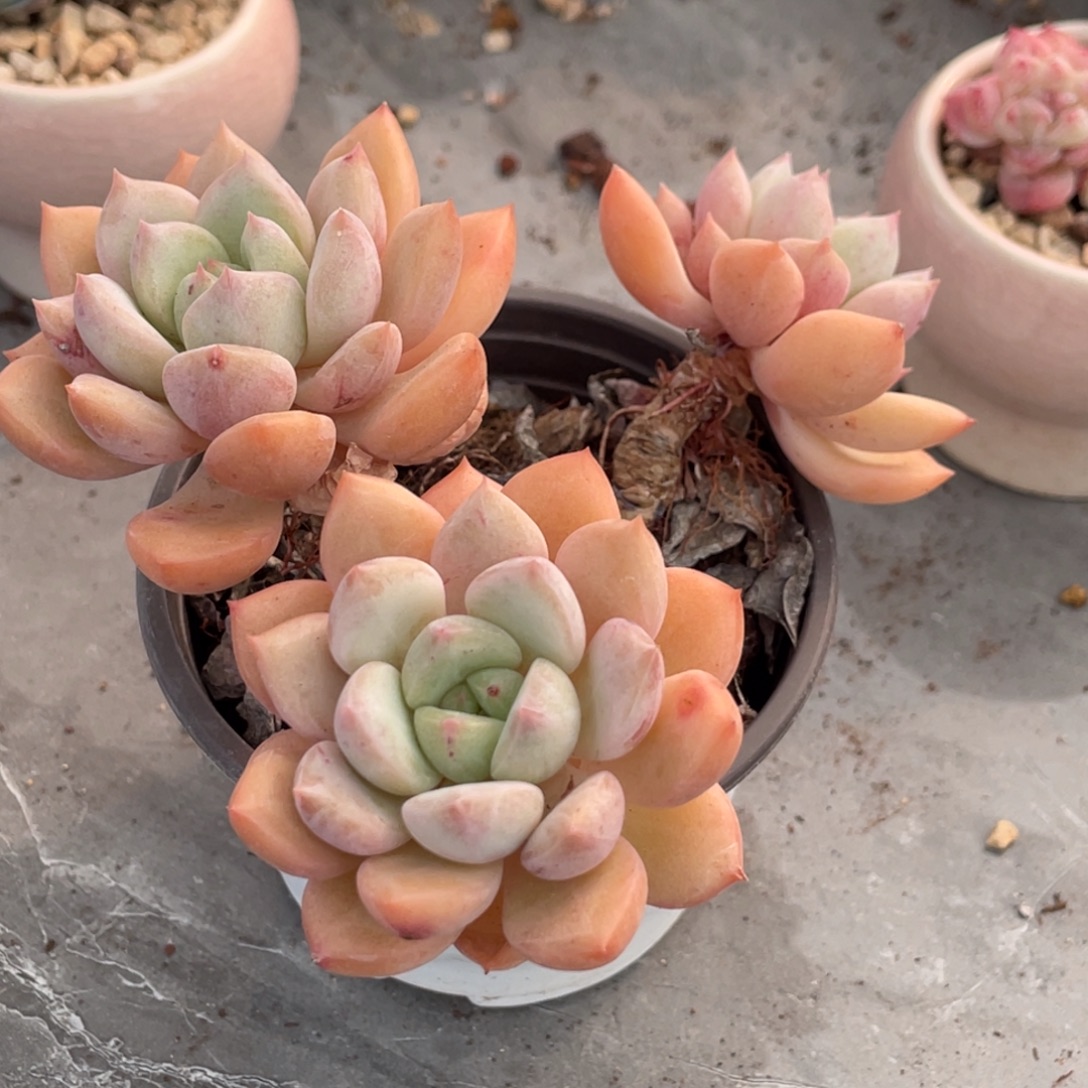 蜜桃格林三头老桩群生