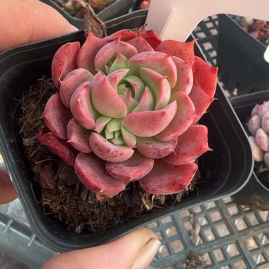 226沙漠玫瑰一物一拍多肉