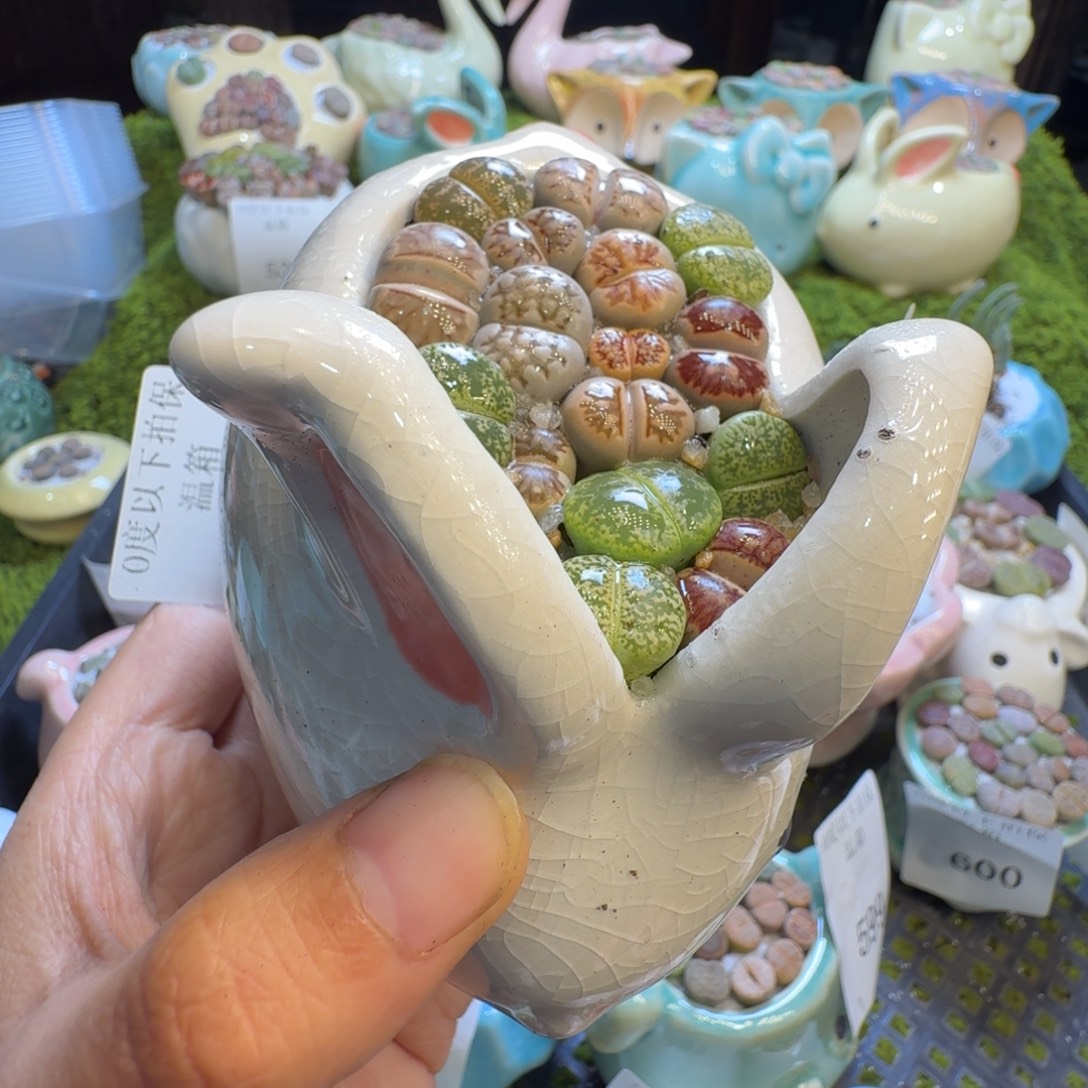 L***u多肉植物福利冲618