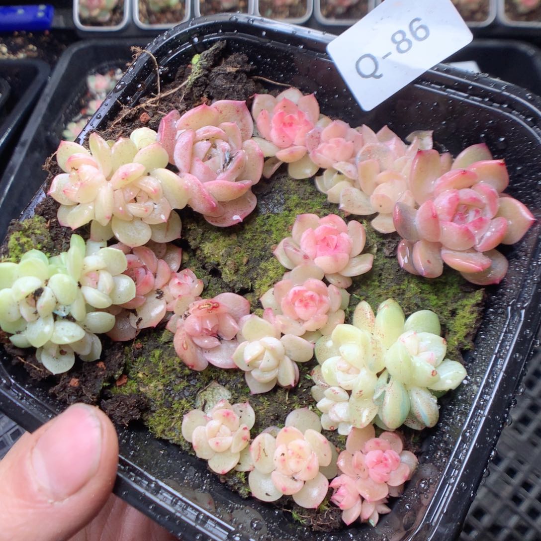 无花朵Q86 yyyyyyyy