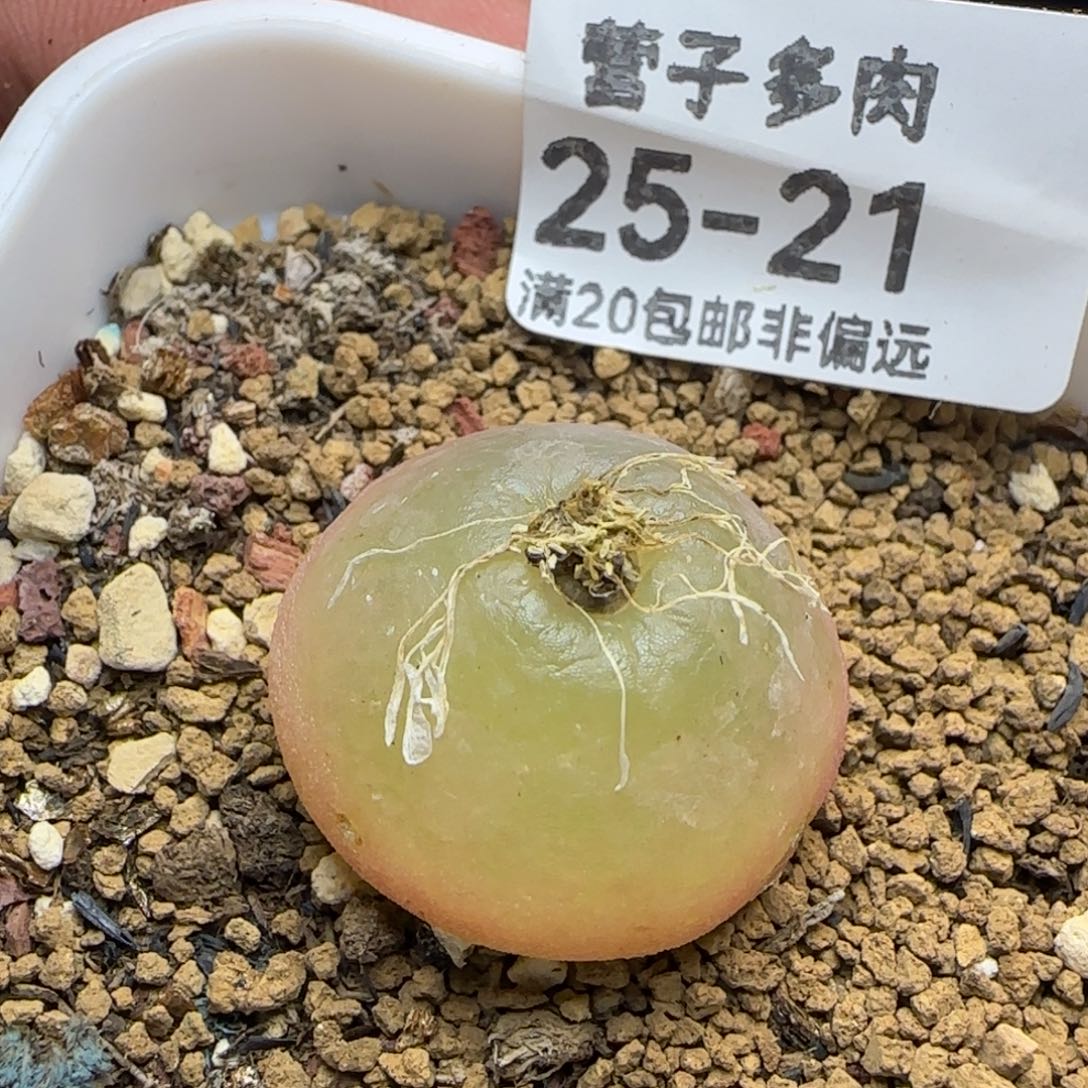 灯泡2.5带盆土发货。      