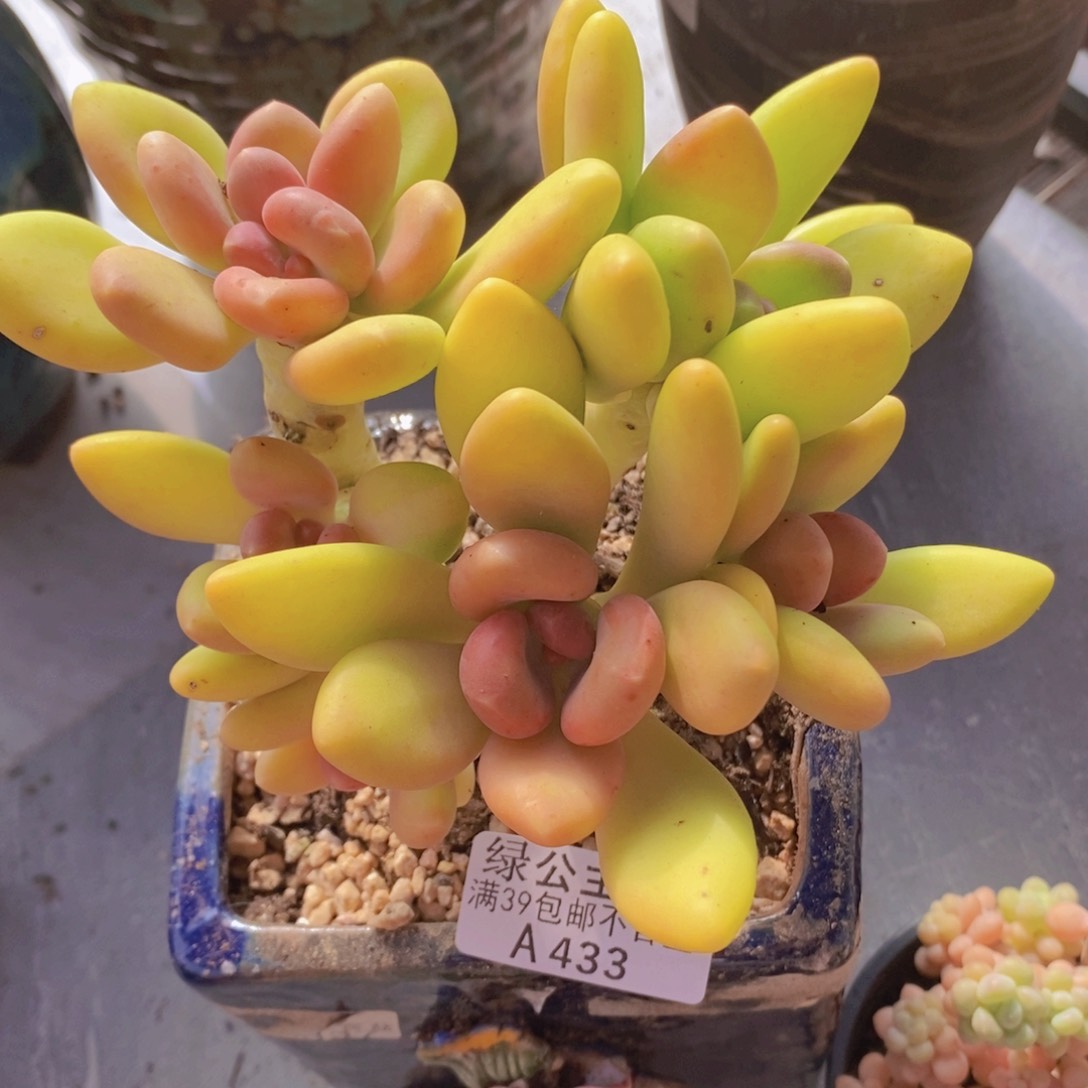 芒果奶13cm433多肉酱