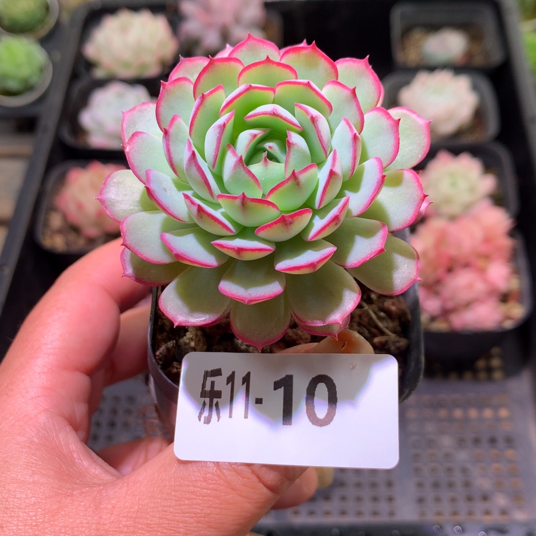 乐然11-10 桃花雨 