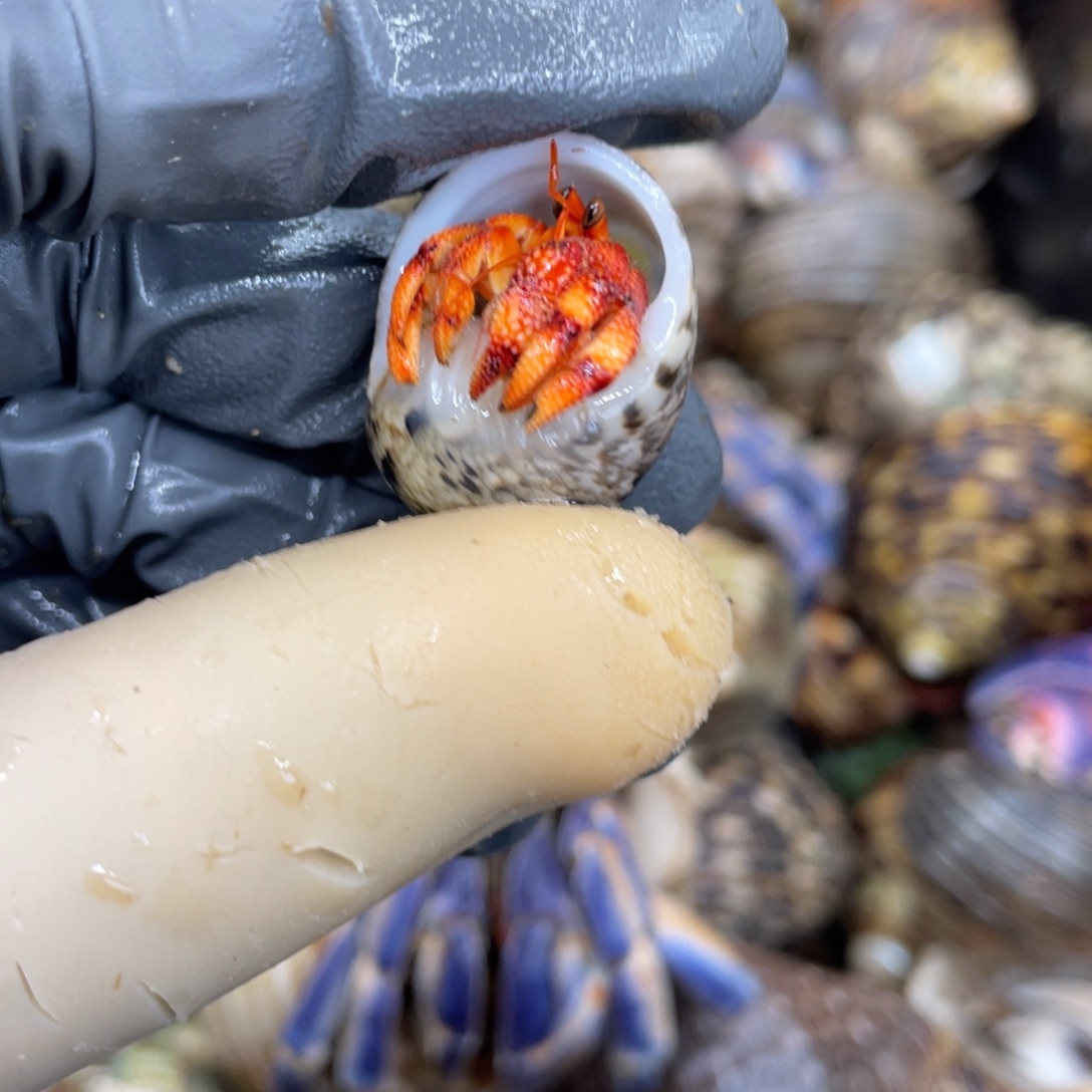不退不换活体宠物85
