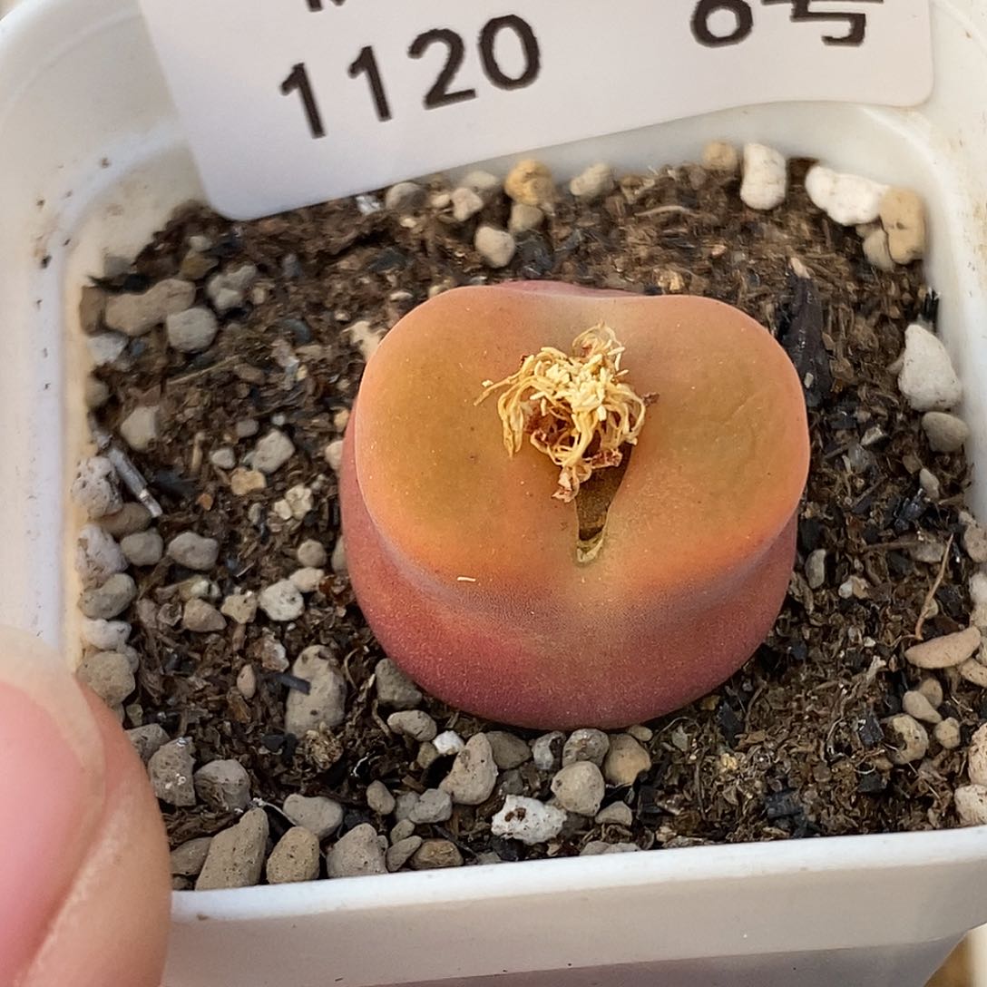 20-6-开播福利水蜜桃。  