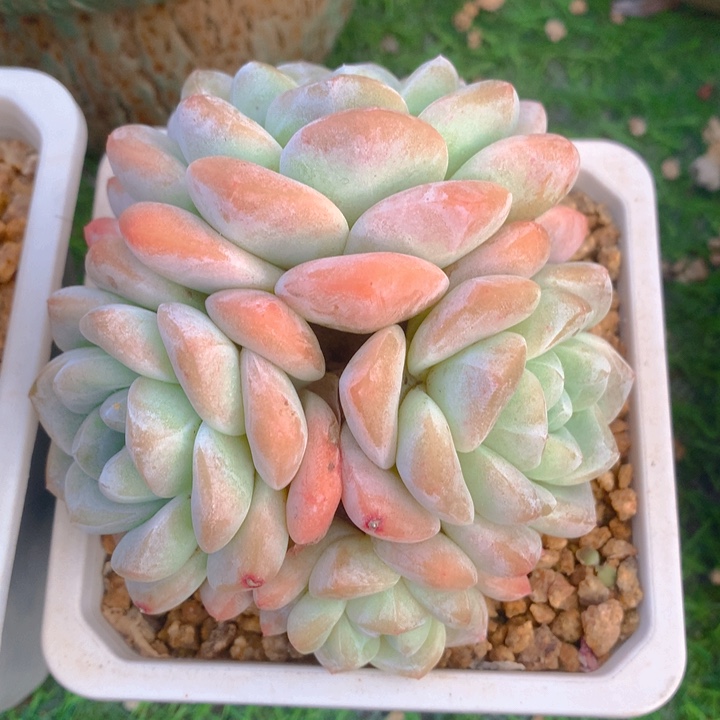 多肉乐园精品冰玉