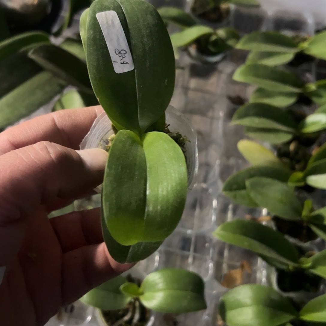 当前无花栽培后可以开花SHE048-1.7杯苗