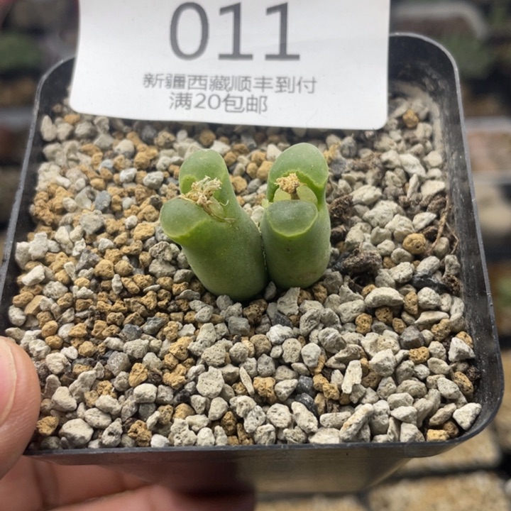 佳人园艺 老周多肉上福利啦奶瓶011