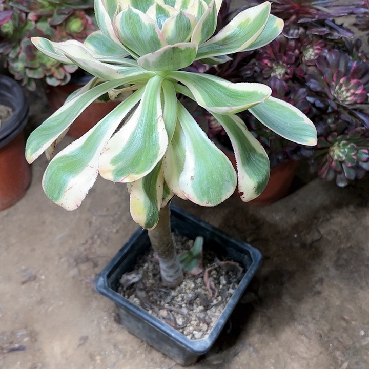 多肉植物艳姿锦2