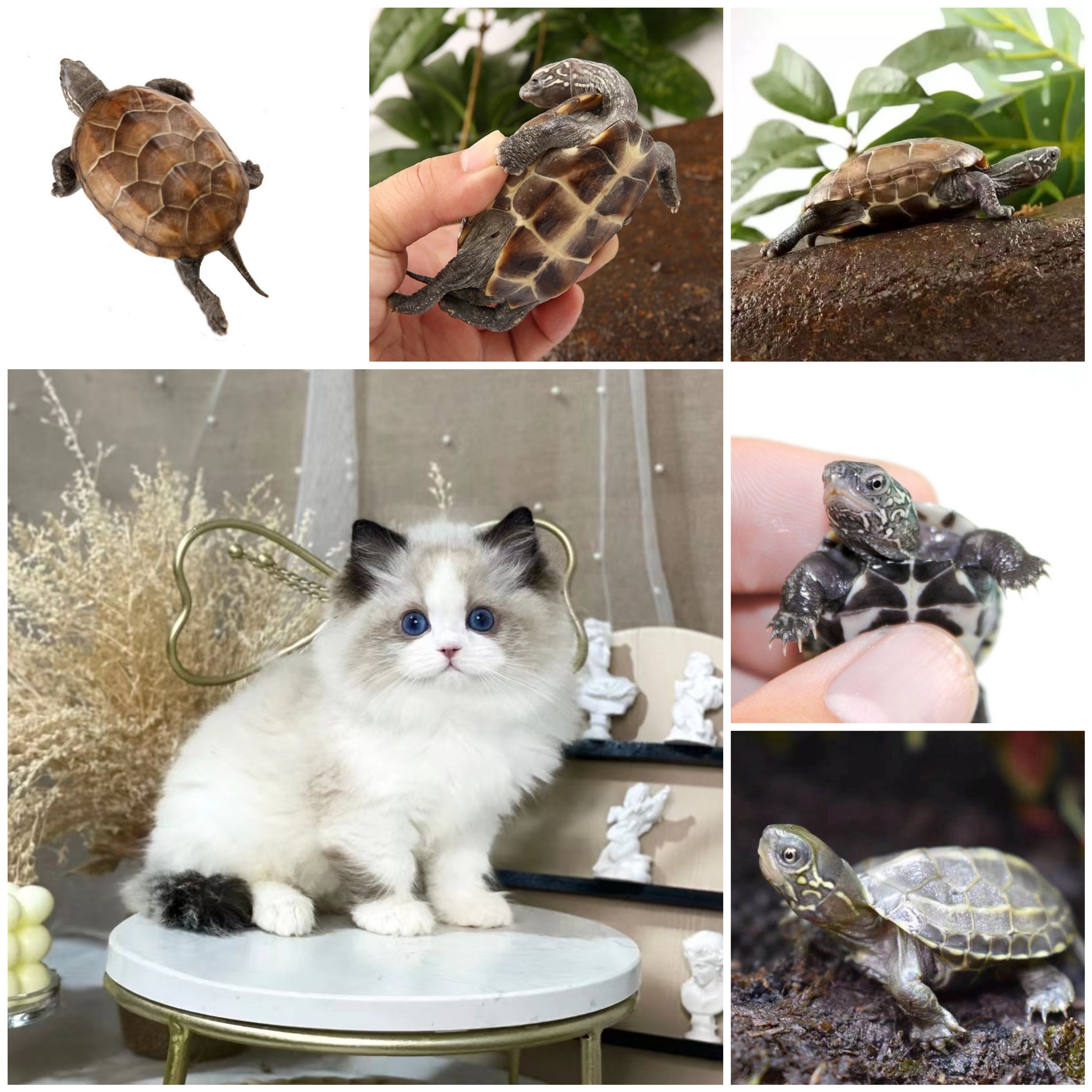 【有喵】通用活体宠物链接（拍前联系主播）