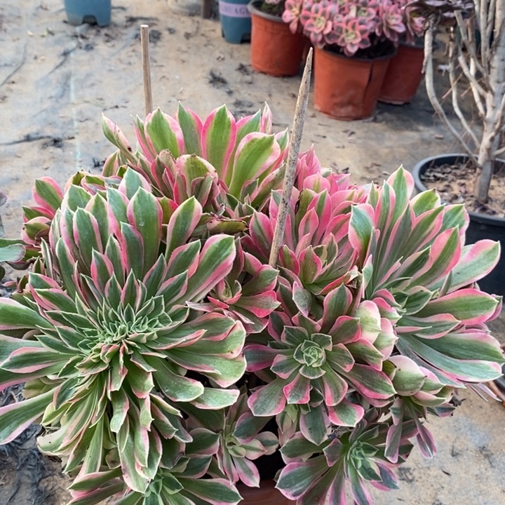 女神缀多肉植物20 