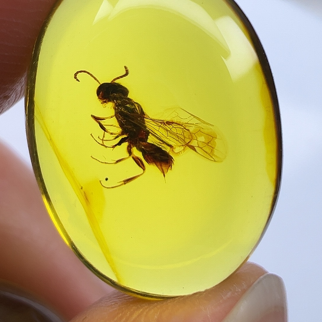 琥珀未镶嵌裸石琥珀虫珀净水蜂戒面