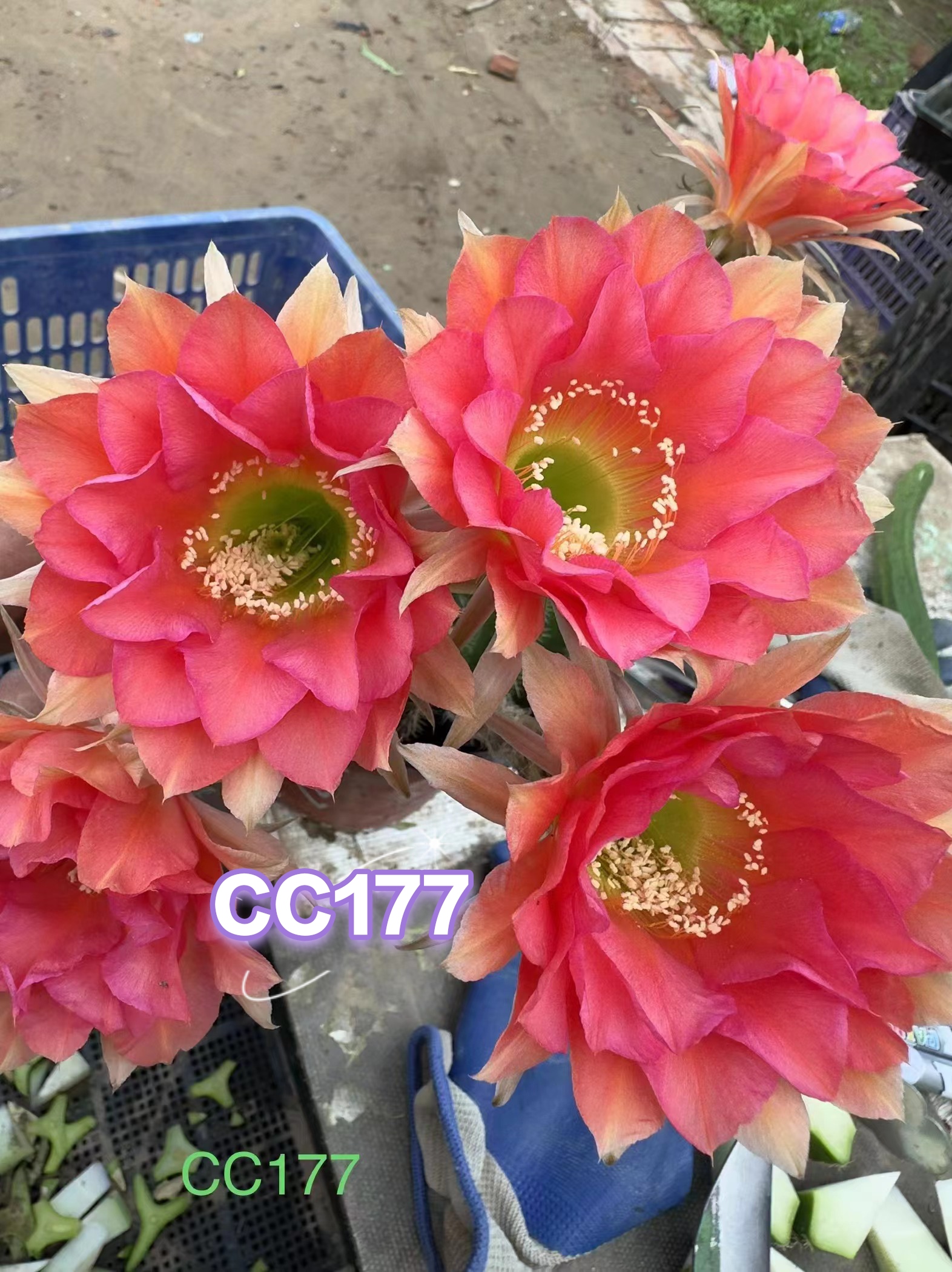 仙人球彩草彩草 CC177歪