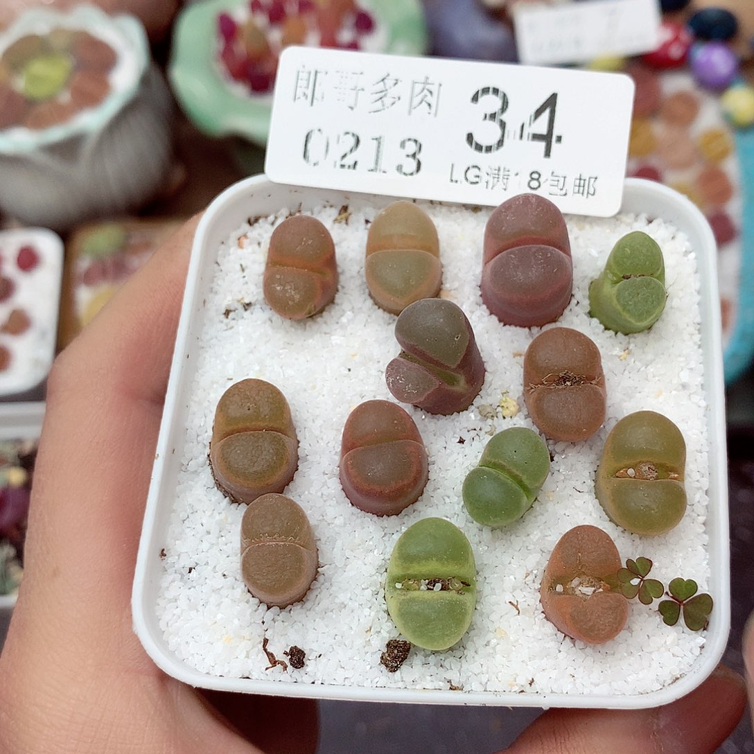 郎哥多肉生石花13-34