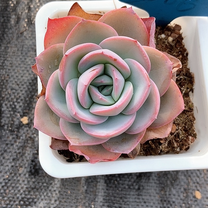 多肉植物布鲁兰586